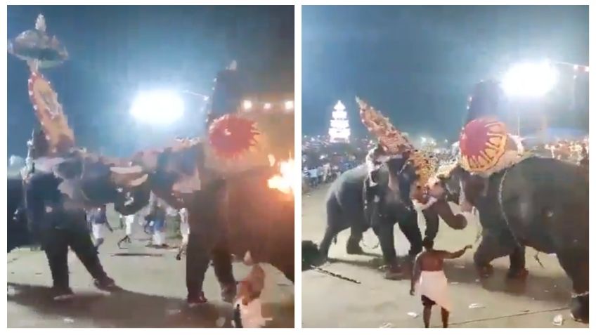 VIDEO: fiesta religiosa termina en desgracia, elefantes gigantes se pelean y dejan decenas de heridos