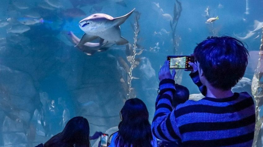 El Acuario Michin lanza un gran promoción para esta vacaciones de Semana Santa