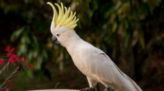 Cacatúa cresta de azufre: cuidados esenciales para que se mantenga sana, feliz y hermosa