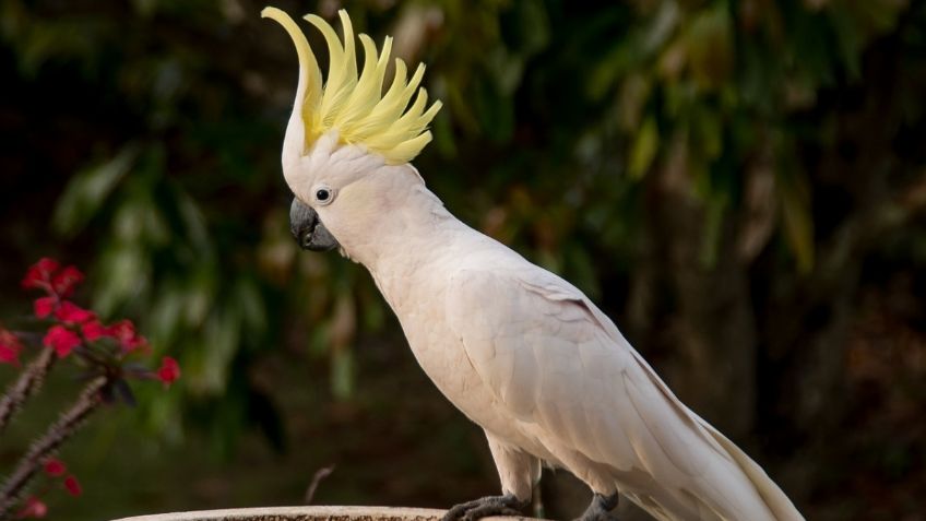 Cacatúa cresta de azufre: cuidados esenciales para que se mantenga sana, feliz y hermosa