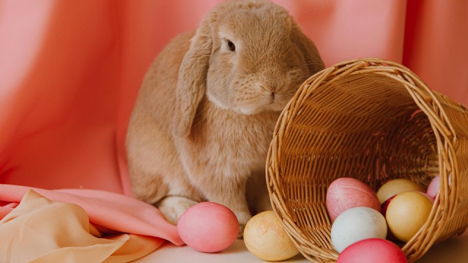 El conejo de Pascua es el protagonista de una popular tradición en Estados Unidos y el norte del país.