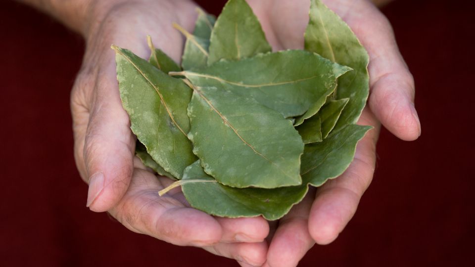 Aprende a aplicar el laurel en tu hogar para eliminar los insectos