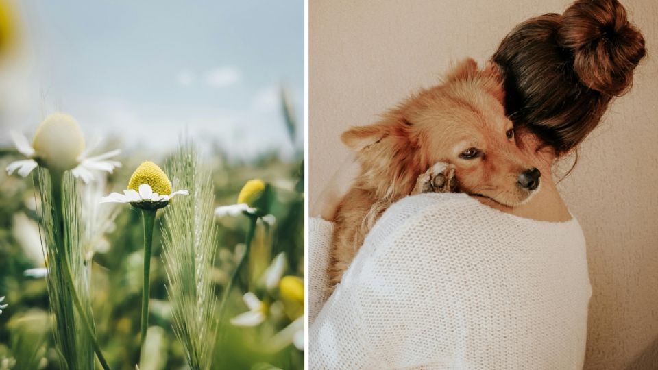 Por sus beneficios, la manzanilla es clave para el cuidado de las mascotas.