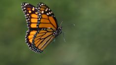 ¿Los pesticidas son responsables de la muerte de las mariposas?