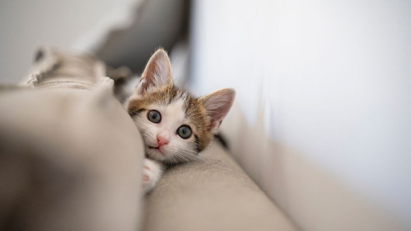 ¿Mi gato siente culpa cuando es travieso?, presta atención a estas señales