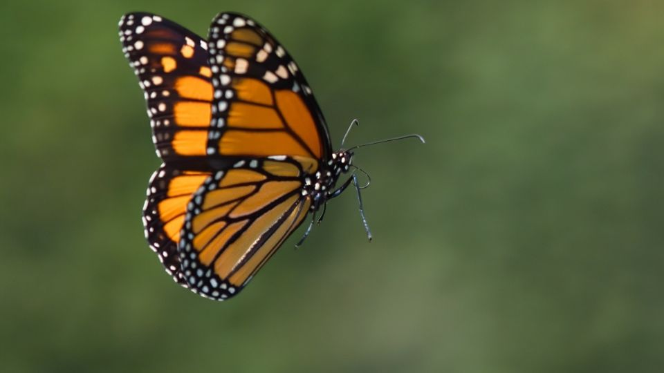 La muerte de las mariposas monarca podría estar relacionada con los pesticidas