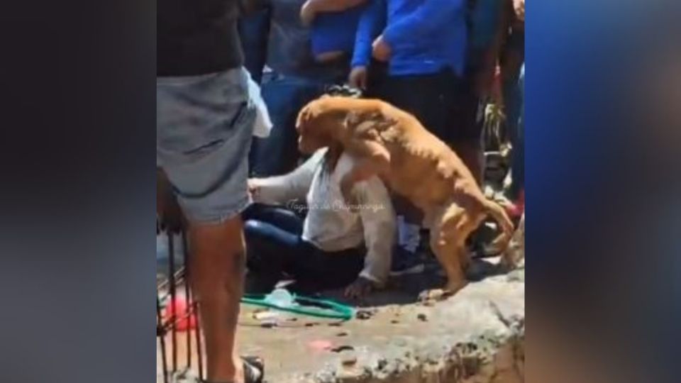 El perrito intentó proteger a su dueña con su propio cuerpo.