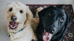 3 premios naturales que sirven para quitar el sarro de los dientes de tus mascotas