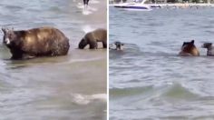 Semana Santa: Mamá Osa es avistada tomando un merecido descanso en la playa