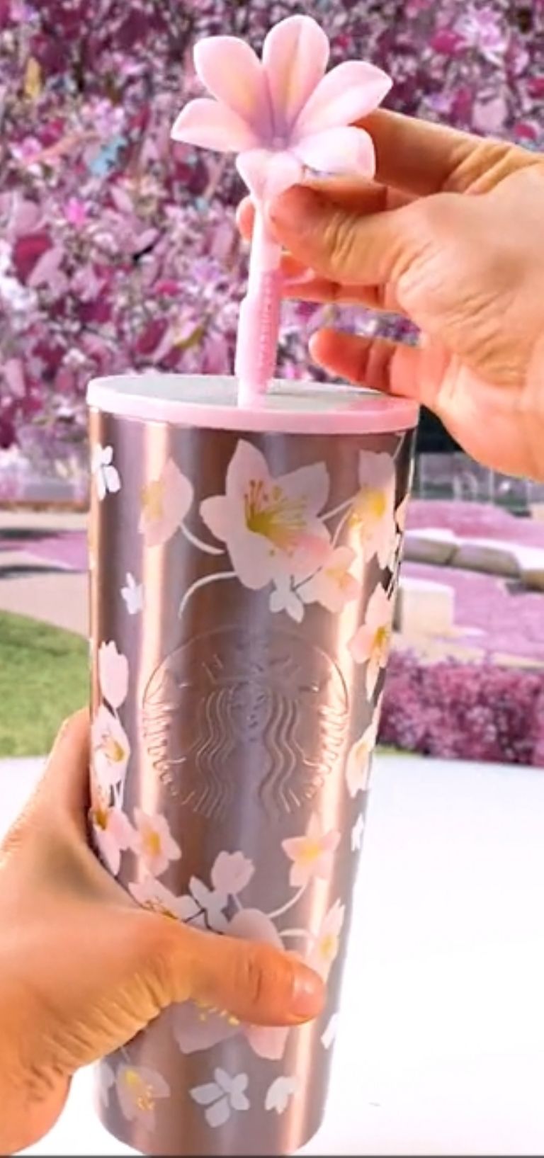 starbucks cherry blossom