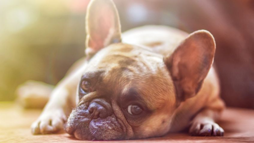 Masaje en las orejas de tu perro, así de fácil le quitarás el estrés y lo harás muy feliz