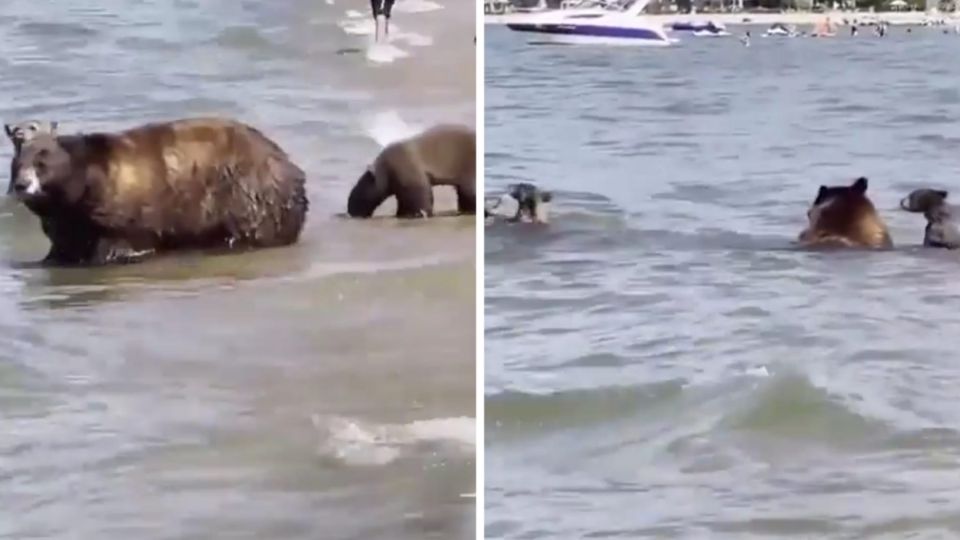 Esta mamá osa  llevo a sus oseznos de vacaciones