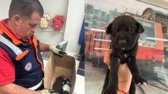 Abandonan a dos cachorritas en la Línea 12 del Metro; buscan un hogar para ellas