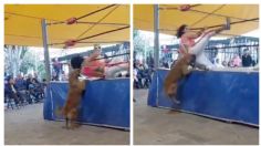 VIDEO: perrito se vuelve viral por morder a un luchador en plena pelea de exhibición