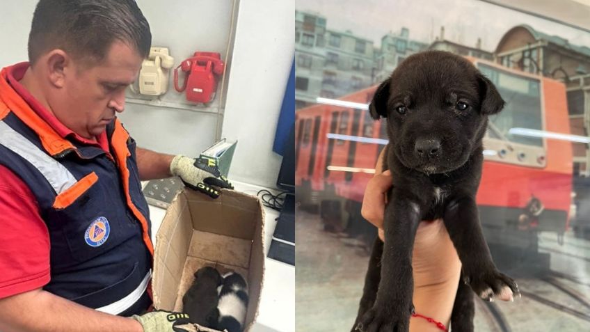 Abandonan a dos cachorritas en la Línea 12 del Metro; buscan un hogar para ellas