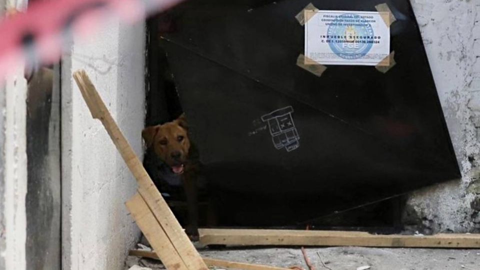 Perro abandonado en casa donde presuntamente fue asesinada Camila