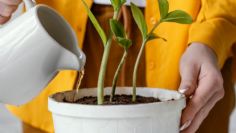 ¿Cómo salvar una planta que se ahogó por exceso de agua?