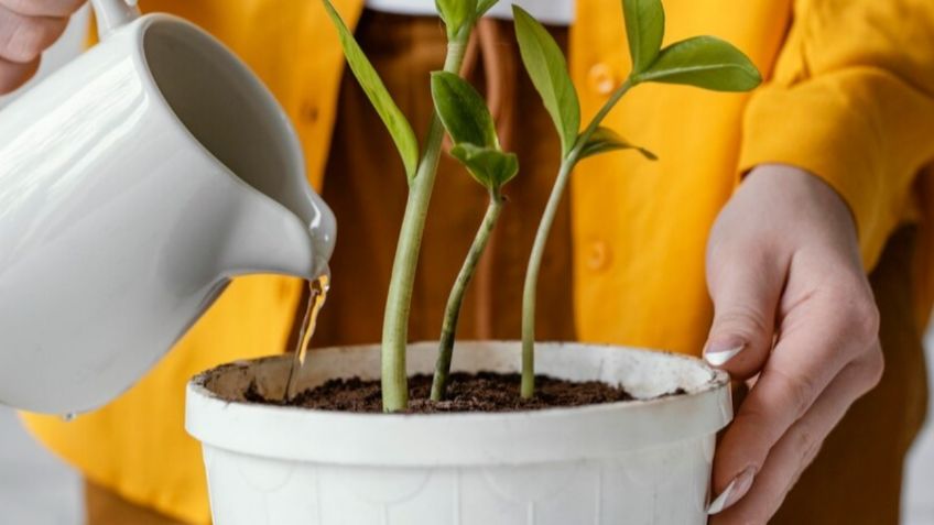 ¿Cómo salvar una planta que se ahogó por exceso de agua?