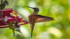 Amazon tiene el comedero de colibríes ideal para que estas hermosas aves te visiten en primavera