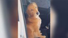 Tierno perrito se sube al auto de su dueña para que lo lleve con ella al trabajo