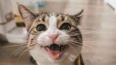 5 premios naturales perfectos para quitar el sarro de los dientes de tu gato