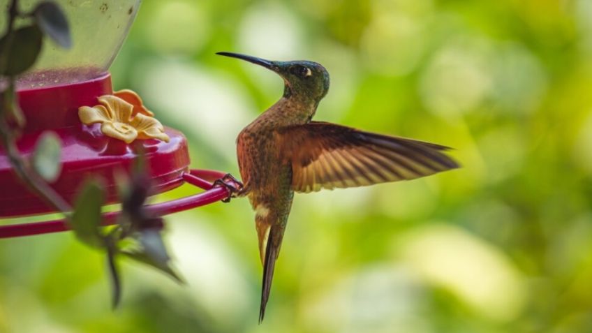 Amazon tiene el comedero de colibríes ideal para que estas hermosas aves te visiten en primavera