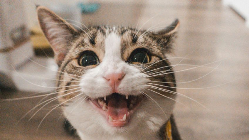 5 premios naturales perfectos para quitar el sarro de los dientes de tu gato