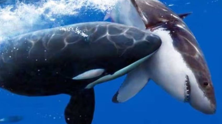 Orca en solitario devora a tiburón blanco en tan sólo 2 minutos