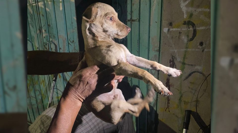 Trece de los perritos fueron rescatados con vida del lugar.