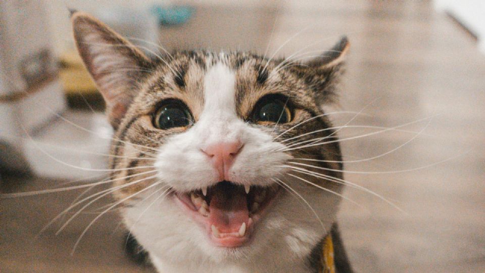 Si quieres cuidar los dientes de tus gatos, estos premios naturales son perfectos.