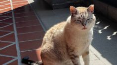 Muere Zeus, el gato que vivía en Palacio Nacional y asistía a "la mañanera"