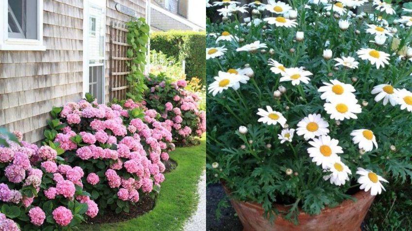 Plantas de exterior: estas dos especies estallarán de flores en la primavera y debes tener en tu jardín