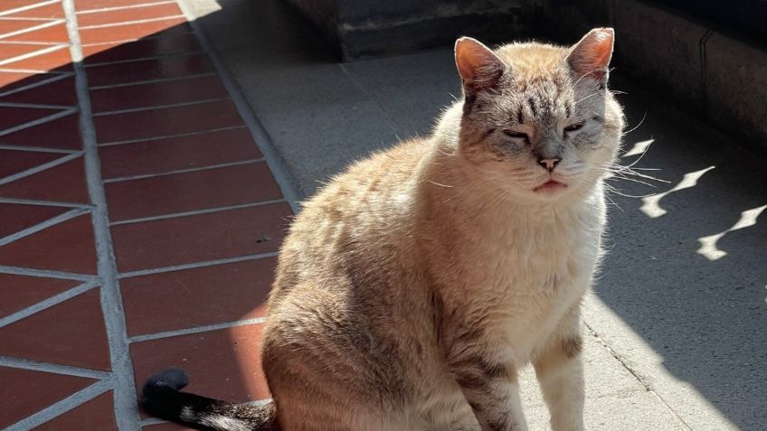 Muere Zeus, el gato que vivía en Palacio Nacional y asistía a "la mañanera"