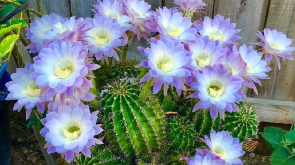 Cuál es el trucazo con un ingrediente de cocina para que tu cactus estalle de flores