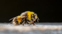 VIDEO: Famosa tienda de donas exhibe sus productos con cientos de abejas