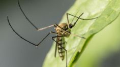 Estos son los 4 cuidados que debes tener con tu citronela, la planta que ayuda a ahuyentar a los mosquitos