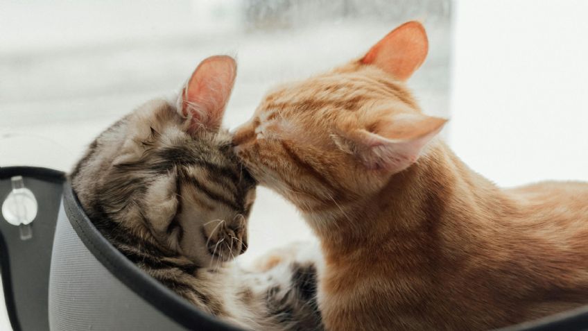 ¿Cómo decirle a mi gato que lo amo? 10 formas para hacérselo saber