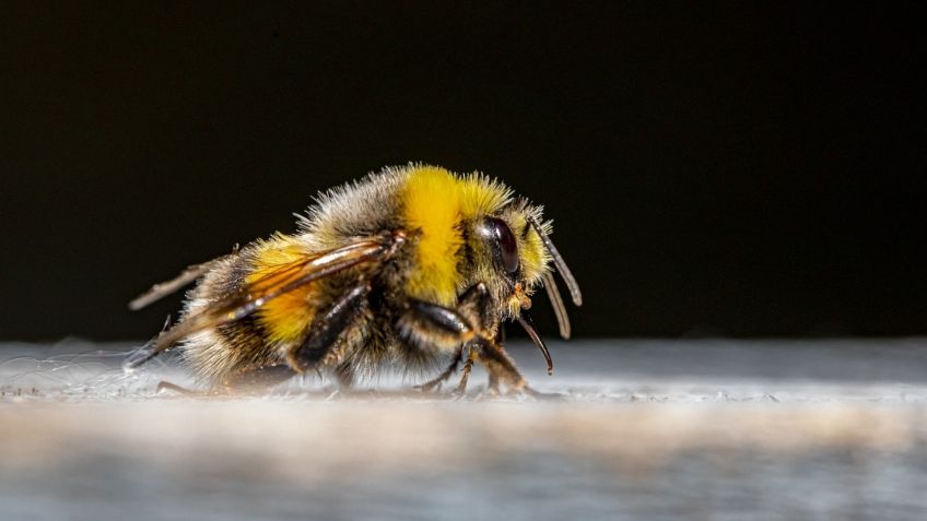 VIDEO: Famosa tienda de donas exhibe sus productos con cientos de abejas