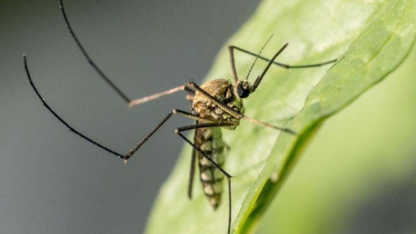 El temor crece en la colonia Morelos de Tampico por los mosquitos, vecinos creen que podrían transmitir el dengue