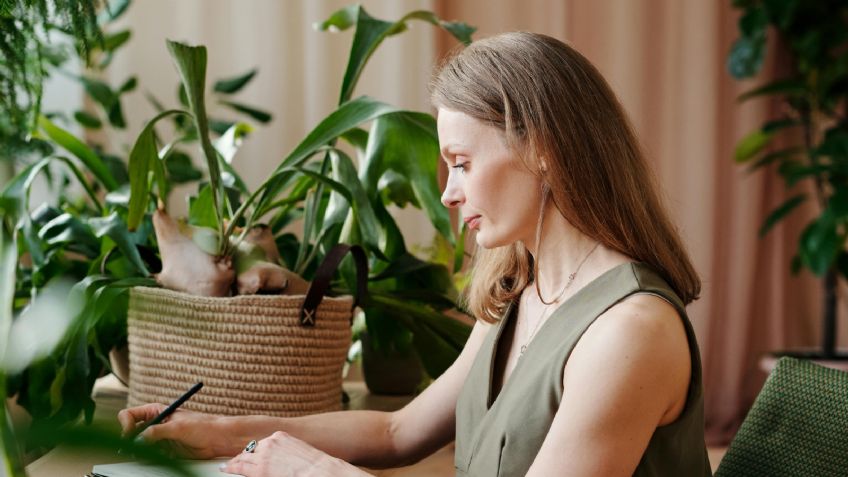 5 plantas de interior que absorben el calor y refrescan el hogar