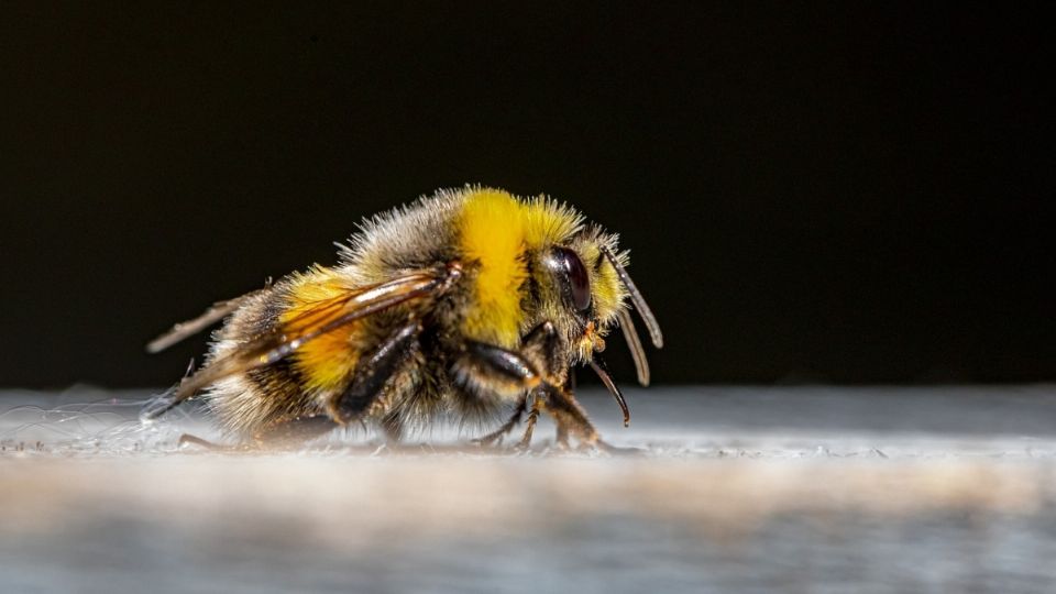 Krispy Kreme a creador un programa de concientización para proteger a las abejas