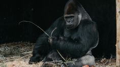 Terror en el zoológico, el Gorila Elmo arremete contra sus cuidadores en Texas