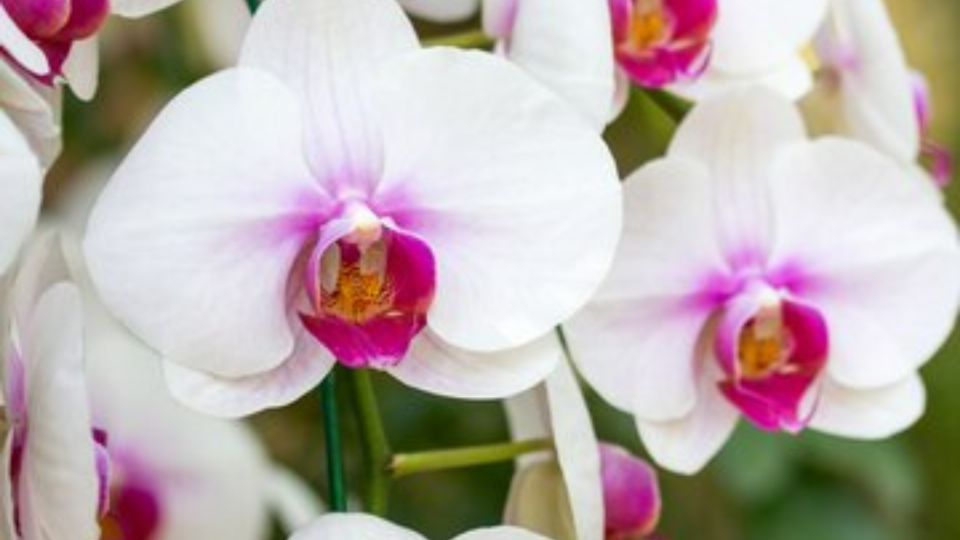 El truco que usan los jardineros profesionales para que las orquídeas florezcan en primavera