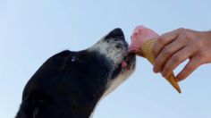 Paletas congeladas de sandía y menta, perfectas para quitarle el calor a tu perrito y eliminar el mal aliento