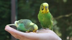 ¿Qué le puedo dar de comer a los pericos para que se mantengan sanos y fuertes?