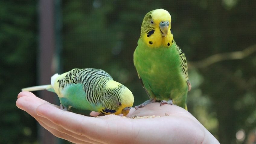 ¿Qué le puedo dar de comer a los pericos para que se mantengan sanos y fuertes?