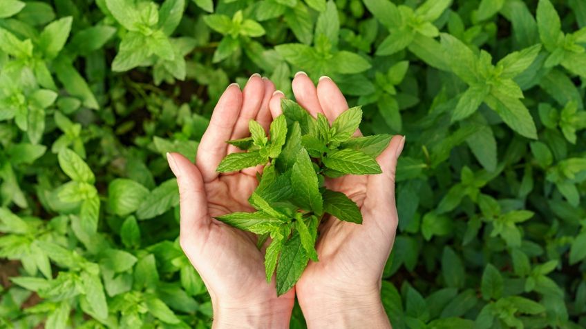 Esta hierba te ayudará con los problemas gastrointestinales y sabe deliciosa