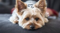 Cuántos años vive un perro yorkshire terrier, según experta