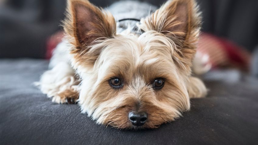 Cuántos años vive un perro yorkshire terrier, según experta