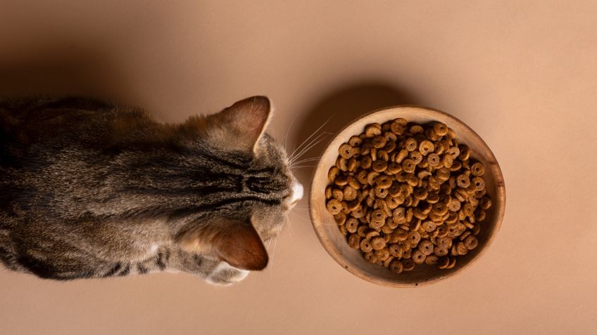 ¿Croquetas o comida casera? Esta es la mejor opción para tu gato, según los expertos